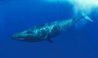 世界上最大的鲸多长